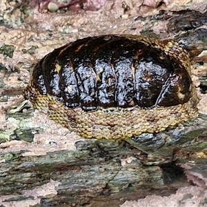 Sypharochiton pelliserpentis at Malua Bay, NSW by trevorpreston