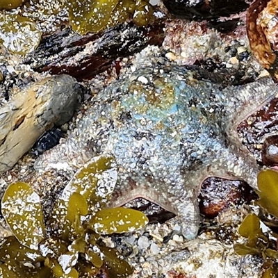 Meridiastra calcar at Malua Bay, NSW - 1 Dec 2024 by trevorpreston