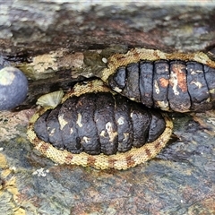 Sypharochiton pelliserpentis at Malua Bay, NSW - 1 Dec 2024 by trevorpreston