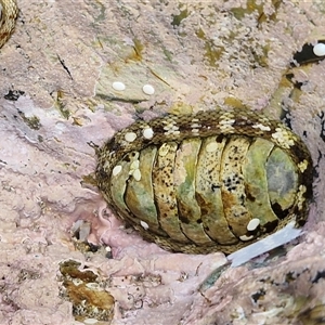 Sypharochiton pelliserpentis at Malua Bay, NSW by trevorpreston