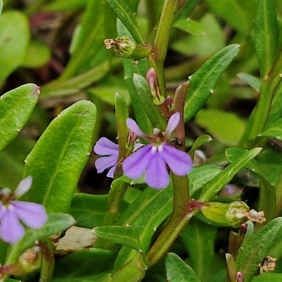 Lobelia anceps (Angled Lobelia) at Malua Bay, NSW - 1 Dec 2024 by trevorpreston