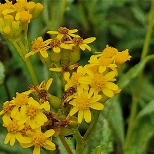 Senecio linearifolius at Malua Bay, NSW by trevorpreston