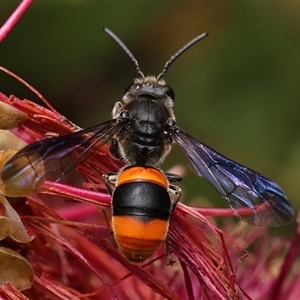 Hyleoides concinna at Monash, ACT - suppressed