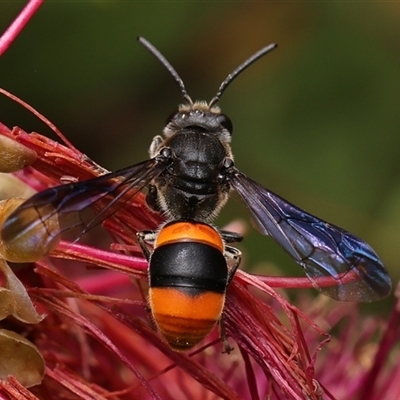 Hyleoides concinna (Wasp-mimic bee) at Monash, ACT - 1 Dec 2024 by debhart