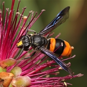 Hyleoides concinna at Monash, ACT - suppressed