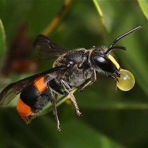 Hyleoides concinna at Monash, ACT - suppressed