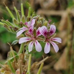 Pelargonium australe (Austral Stork's-bill) at Malua Bay, NSW - 1 Dec 2024 by trevorpreston