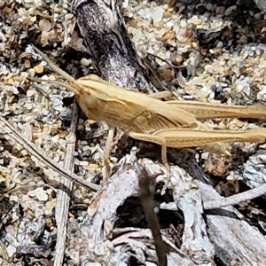 Schizobothrus flavovittatus (Disappearing Grasshopper) at Malua Bay, NSW by trevorpreston