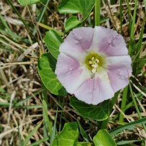 Calystegia soldanella (Sea Bindweed) at Malua Bay, NSW by trevorpreston