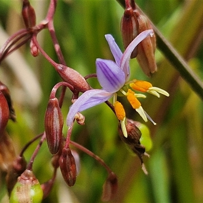 Dianella longifolia var. longifolia at Malua Bay, NSW - 1 Dec 2024 by trevorpreston