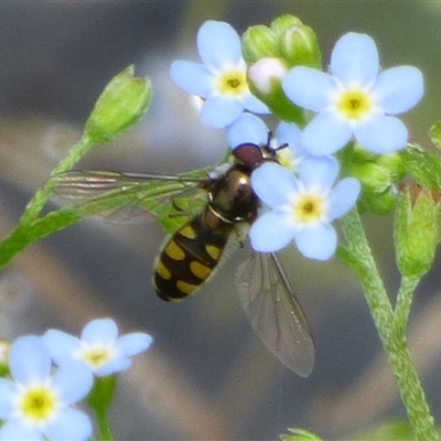 Melangyna sp. (genus) (Hover Fly) at Ross, TAS - 1 Dec 2024 by VanessaC