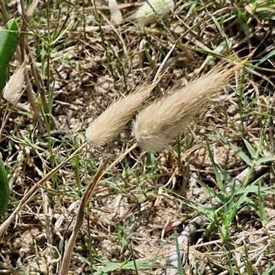 Lagurus ovatus (Hare's Tail Grass) at Malua Bay, NSW - 1 Dec 2024 by trevorpreston