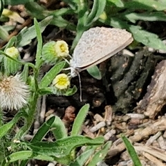 Zizina otis (Common Grass-Blue) at Malua Bay, NSW - 1 Dec 2024 by trevorpreston