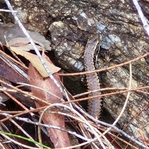 Unidentified Skink at Sunshine Bay, NSW by trevorpreston