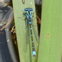 Unidentified Damselfly (Zygoptera) at Ross, TAS - 1 Dec 2024 by VanessaC