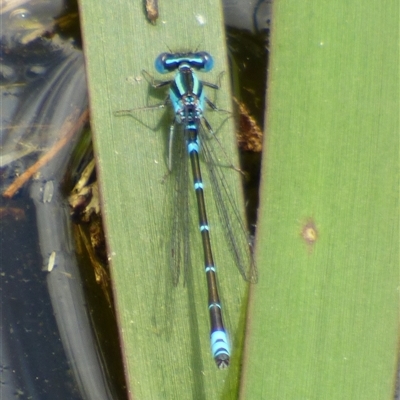 Unidentified Damselfly (Zygoptera) at Ross, TAS - 1 Dec 2024 by VanessaC