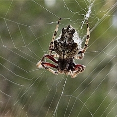 Unidentified Orb-weaving spider (several families) at Sunshine Bay, NSW - 1 Dec 2024 by trevorpreston