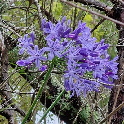 Agapanthus praecox subsp. orientalis (Agapanthus) at Sunshine Bay, NSW - 1 Dec 2024 by trevorpreston