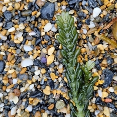 Unidentified Marine Alga & Seaweed at Sunshine Bay, NSW - 30 Nov 2024 by trevorpreston