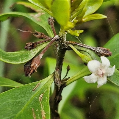 Myoporum boninense subsp. australe (Boobialla) at Sunshine Bay, NSW - 1 Dec 2024 by trevorpreston