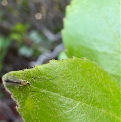 Chironomidae (family) (Non-biting Midge) at Dunlop, ACT - 1 Dec 2024 by JR