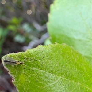 Chironomidae (family) (Non-biting Midge) at Dunlop, ACT by JR