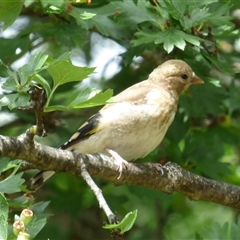 Carduelis carduelis at Campbell Town, TAS - 1 Dec 2024 by VanessaC