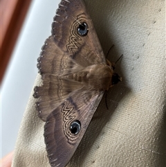 Dasypodia selenophora (Southern old lady moth) at Monash, ACT - 1 Dec 2024 by jackQ