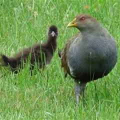 Tribonyx mortierii (Tasmanian Nativehen) at Campbell Town, TAS - 1 Dec 2024 by VanessaC