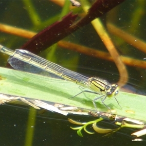 Unidentified Damselfly (Zygoptera) at Ross, TAS by VanessaC