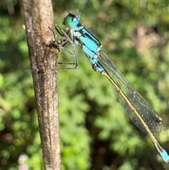 Ischnura heterosticta (Common Bluetail Damselfly) at Dunlop, ACT - 1 Dec 2024 by JR