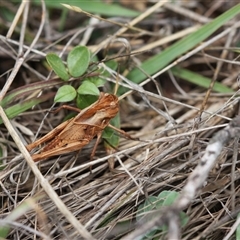 Unidentified Grasshopper, Cricket or Katydid (Orthoptera) at Hume, ACT - 1 Dec 2024 by Montane