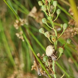 Araneus hamiltoni at Gundaroo, NSW - 1 Dec 2024