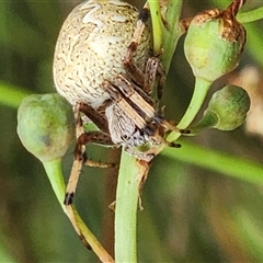 Araneus hamiltoni at Gundaroo, NSW - 1 Dec 2024