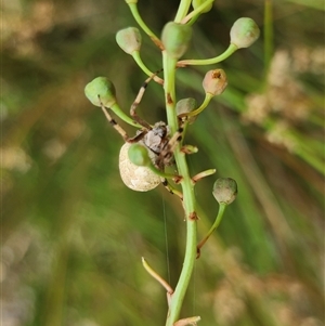 Araneus hamiltoni at Gundaroo, NSW - 1 Dec 2024