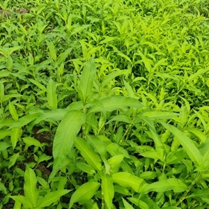 Persicaria lapathifolia at Isaacs, ACT - 3 Dec 2024