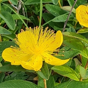 Hypericum calycinum (Rose of Sharon) at Symonston, ACT by Mike