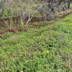 Hypericum calycinum at Symonston, ACT - 1 Dec 2024