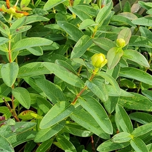 Hypericum calycinum at Symonston, ACT - 1 Dec 2024