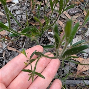 Scaevola ramosissima at Tianjara, NSW - 1 Dec 2024 11:03 AM