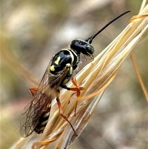 Aeolothynnus sp. (genus) (A flower wasp) at Aranda, ACT by Jubeyjubes