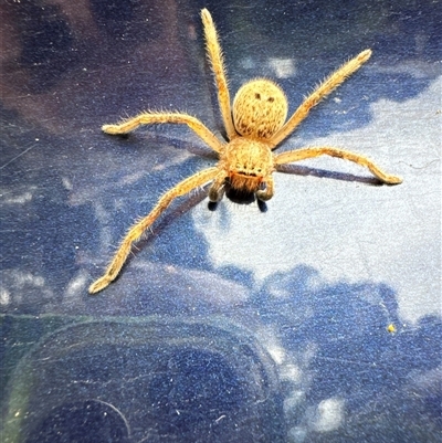 Neosparassus calligaster (Beautiful Badge Huntsman) at Aranda, ACT - 1 Dec 2024 by Jubeyjubes