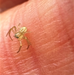 Thomisidae (family) (Unidentified Crab spider or Flower spider) at Aranda, ACT - 1 Dec 2024 by Jubeyjubes