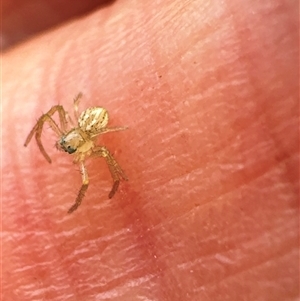 Thomisidae (family) at Aranda, ACT - 1 Dec 2024