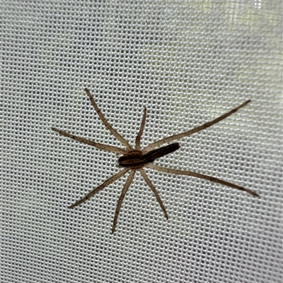 Unverified Wolf spider (Lycosidae) at Aranda, ACT - 30 Nov 2024 by Jubeyjubes