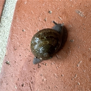 Cornu aspersum (Common Garden Snail) at Aranda, ACT by Jubeyjubes