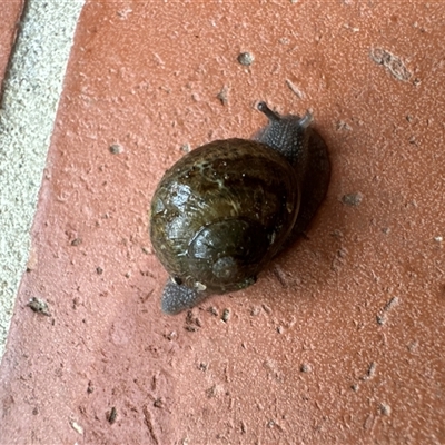 Cornu aspersum (Common Garden Snail) at Aranda, ACT - 29 Nov 2024 by Jubeyjubes