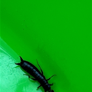 Anisolabididae (family) at Aranda, ACT - 29 Nov 2024