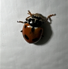 Hippodamia variegata (Spotted Amber Ladybird) at Aranda, ACT - 1 Dec 2024 by Jubeyjubes