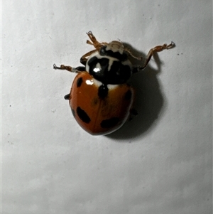 Hippodamia variegata (Spotted Amber Ladybird) at Aranda, ACT by Jubeyjubes